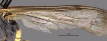 Media type: image;   Entomology 26781 Aspect: Wing hind